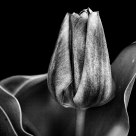 A Dark Spring.